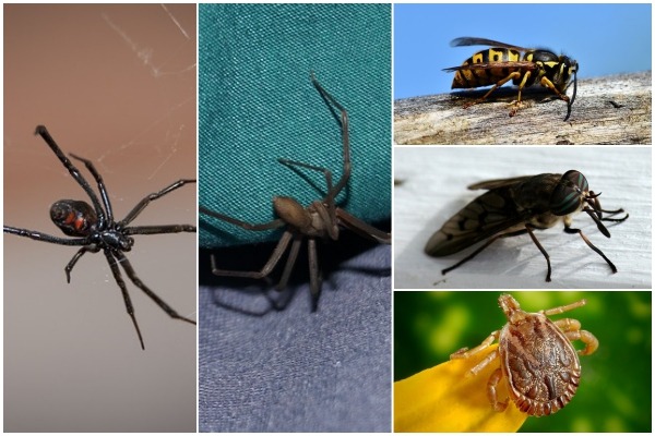 캐나다에서 여름 야외 활동 시 주의해야할 곤충은?