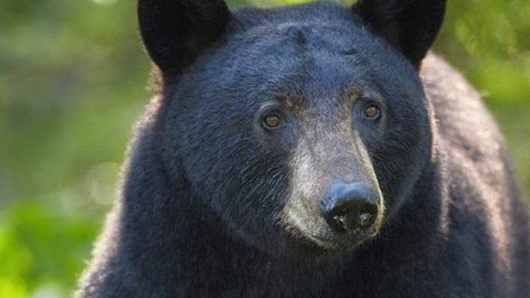버나비마운틴, 곰 위협으로 트레일 이용 자제 요청