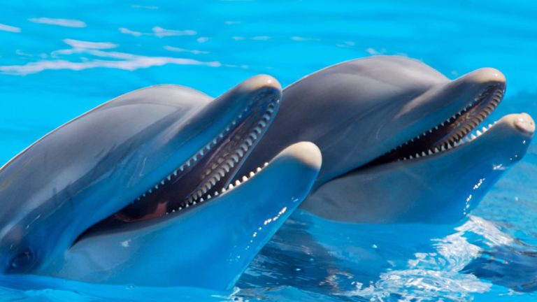 캐나다, 돌고래와 고래 사육 금지