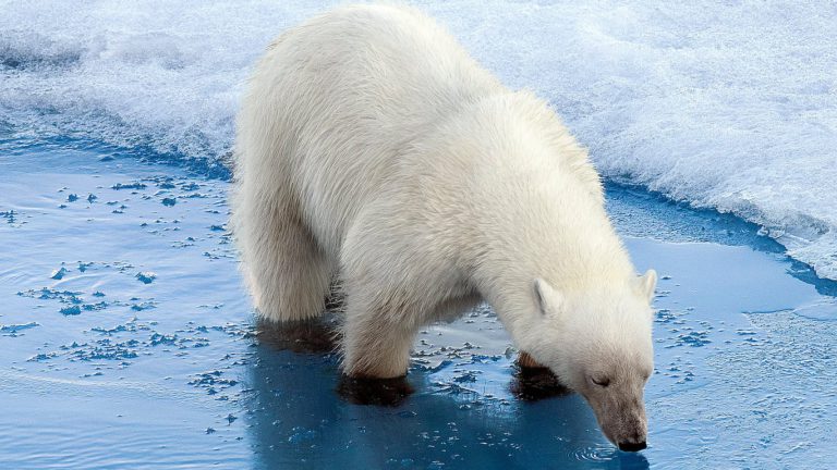 캐나다 정부 "캐나다 북극권 생태계 급변 중"