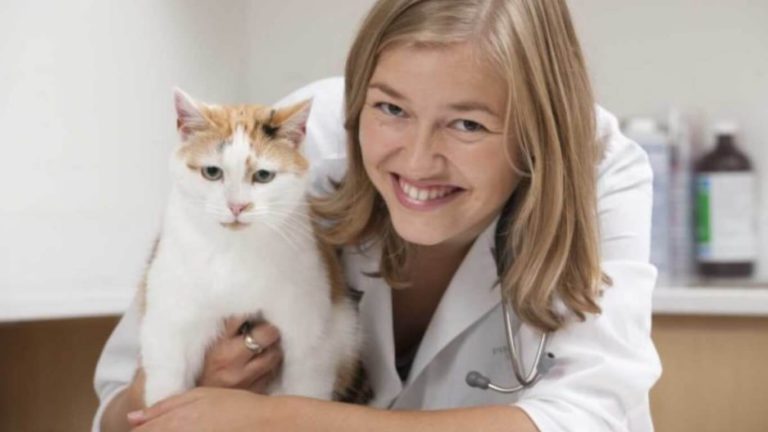 “고양이밥은 하루 한 번이 더 행복” 캐나다 연구진 발표