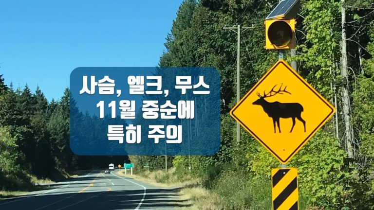 “11월  중순, 도로 위 사슴 주의” BC 교통부