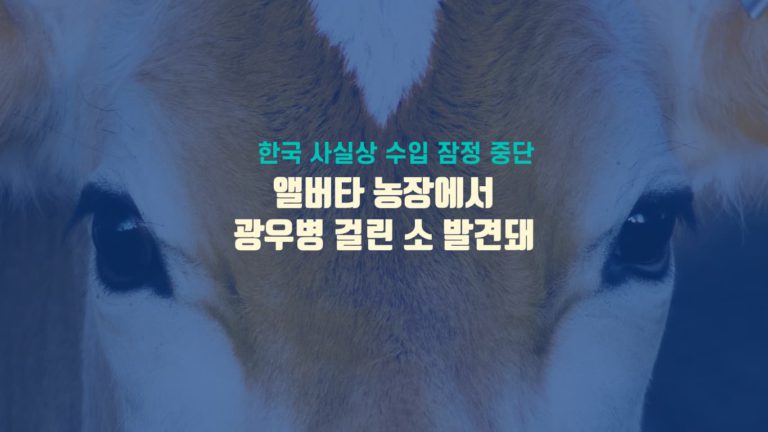 앨버타주 농장에서 광우병 소 발견돼… 한국 수입 중단